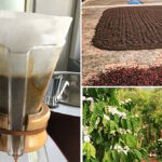 Climate Change Intensifies Heat Threat to Global Coffee Supply, New Analysis Finds
