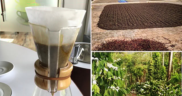 Climate Change Intensifies Heat Threat to Global Coffee Supply, New Analysis Finds