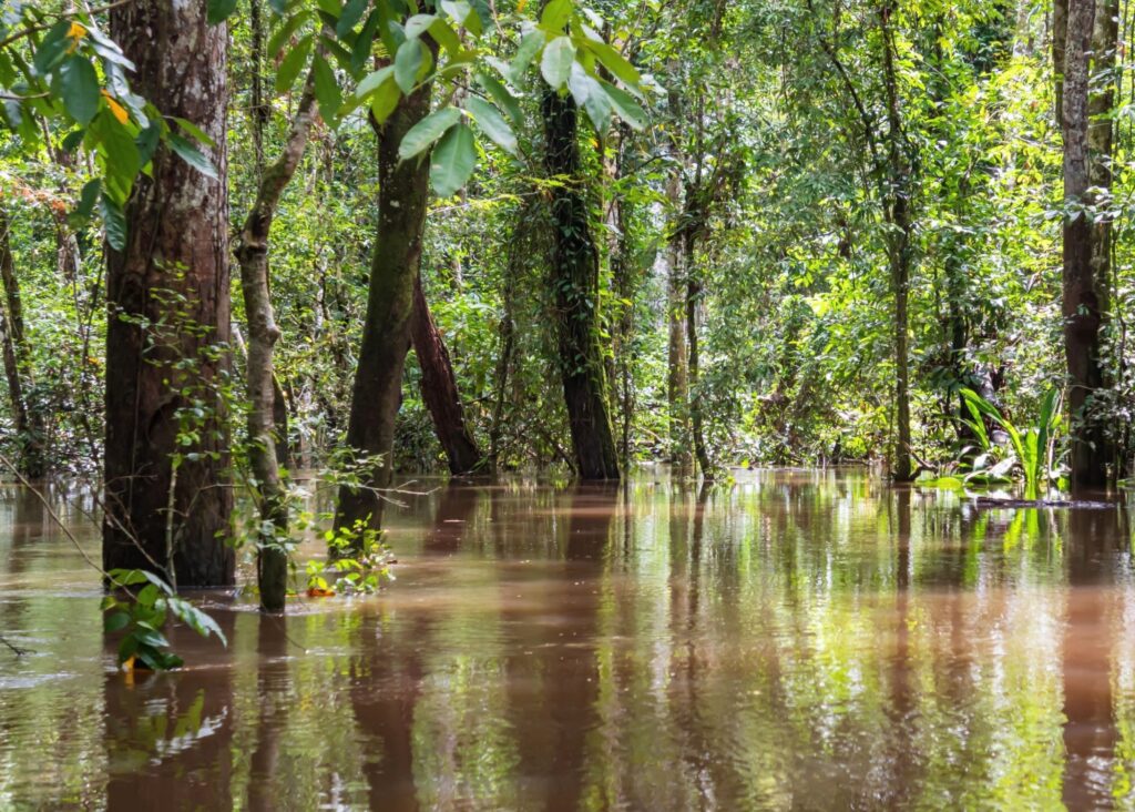 Forests May Prevent Major Floods More Than We Realized