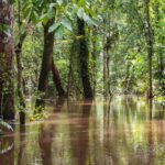 Forests May Prevent Major Floods More Than We Realized