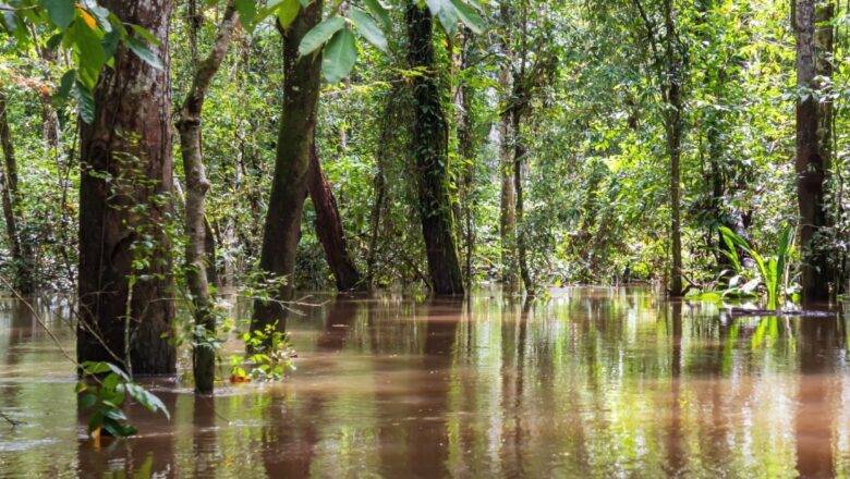 Forests May Prevent Major Floods More Than We Realized
