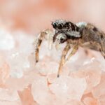 Land Use Change Is Rewiring Spider Communities in the Himalayas