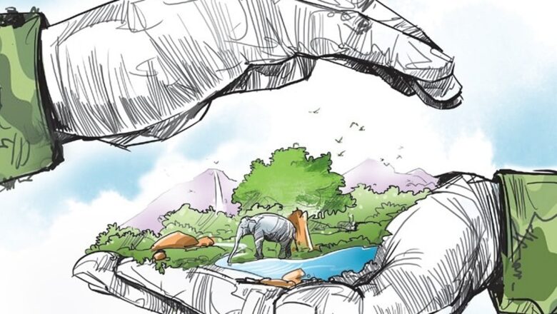 Rain-Filled Tree Hollows Are Tiny Lifelines for Forest Ecosystems, Study Finds