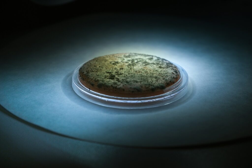 New Model Explains Why Microbes Rely on Each Other to Survive