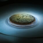 New Model Explains Why Microbes Rely on Each Other to Survive