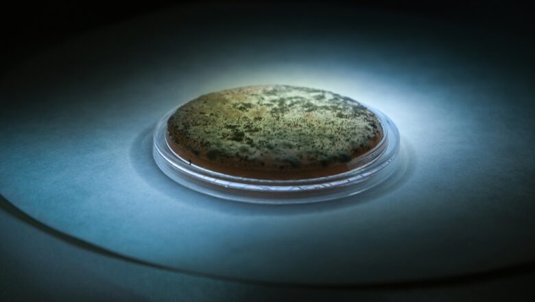New Model Explains Why Microbes Rely on Each Other to Survive