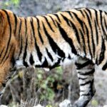 Tigers Showing Behavioural Shift Amid Ecological Pressures: State of India’s Environment 2026