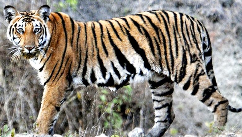 Tigers Showing Behavioural Shift Amid Ecological Pressures: State of India’s Environment 2026