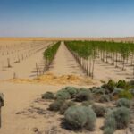 China’s Billion Tree Wall Slows the Desert But At What Cost?