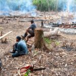 New Evidence Shows Deforestation Can Heat Cleared Areas by Up to 4°C