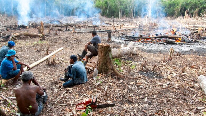 New Evidence Shows Deforestation Can Heat Cleared Areas by Up to 4°C