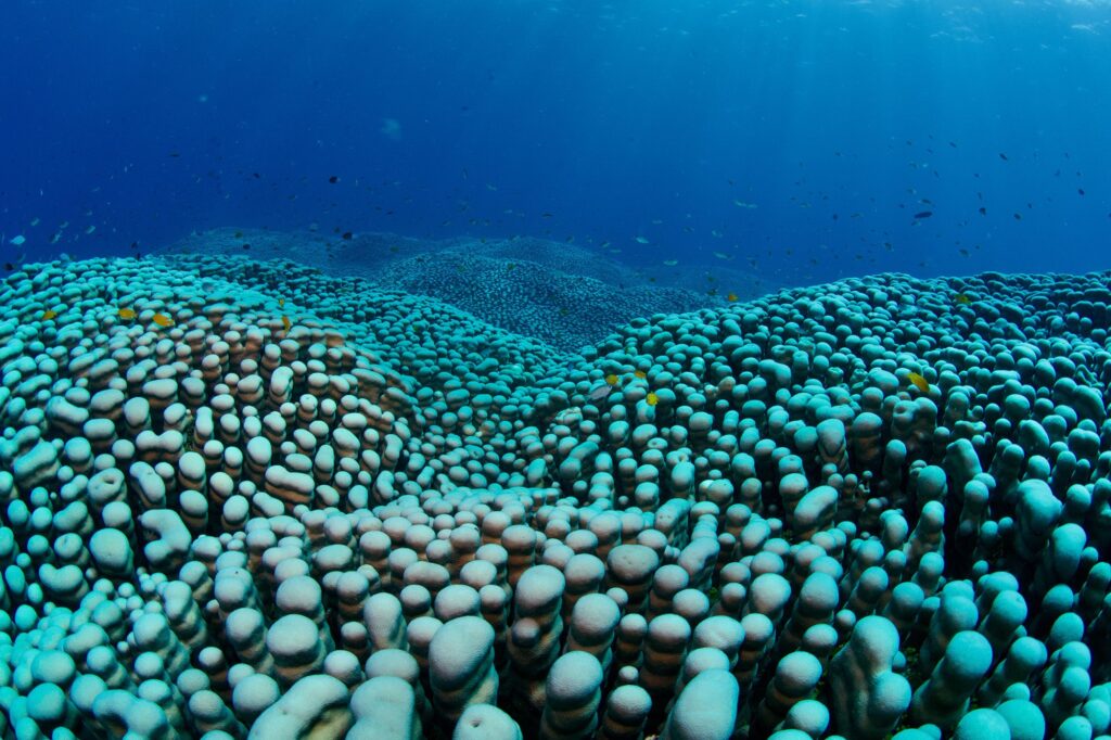 World Largest Coral Colony Discovered Off Australia by Citizen Scientists