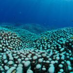 World Largest Coral Colony Discovered Off Australia by Citizen Scientists