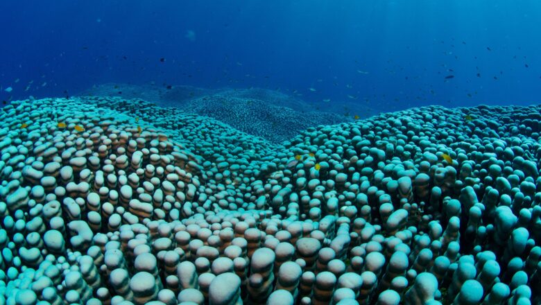 World Largest Coral Colony Discovered Off Australia by Citizen Scientists