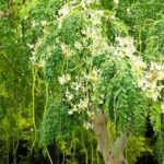 Nileshwar to Become ‘Moringa Hub’ After Tree Declared Official Town Symbol