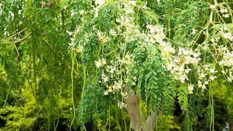 Nileshwar to Become ‘Moringa Hub’ After Tree Declared Official Town Symbol
