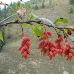 Rising Demand for Roots Threatens Himalayan Barberry Shrubs
