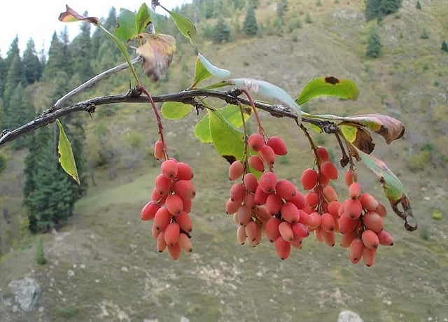 Rising Demand for Roots Threatens Himalayan Barberry Shrubs