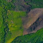 Grasslands Disappearing Nearly Four Times Faster Than Forests, Global Study Warns