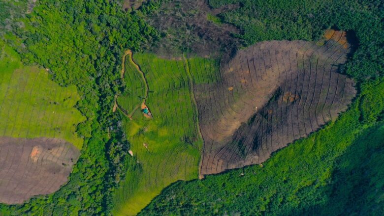 Grasslands Disappearing Nearly Four Times Faster Than Forests, Global Study Warns