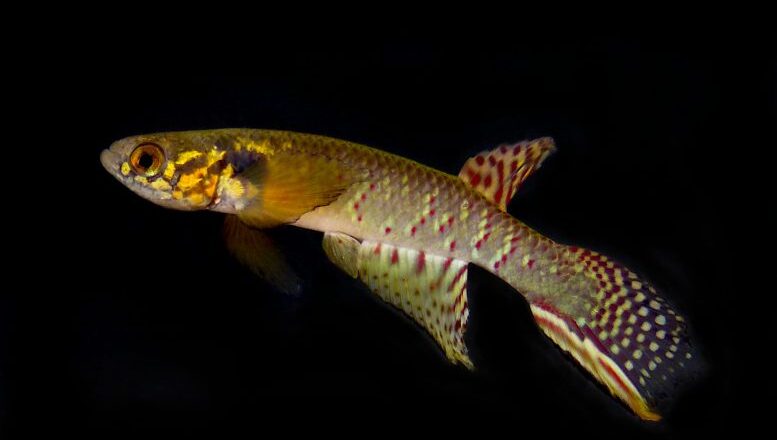 Rare Fish Once Thought Extinct Rediscovered in a Tiny Pond in Bolivia After More Than Two Decades