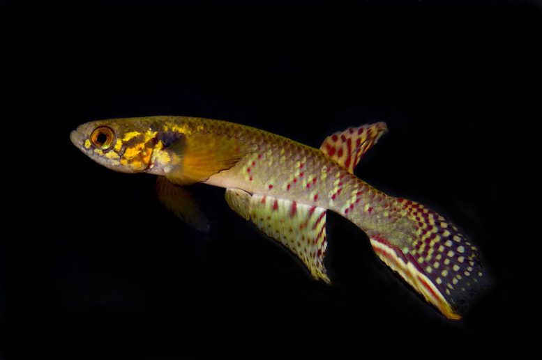 Rare Fish Once Thought Extinct Rediscovered in a Tiny Pond in Bolivia After More Than Two Decades