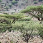 Global Study Warns Large-Scale Tree Planting Could Threaten Biodiversity in Some Regions