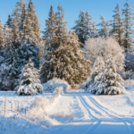 Winter Snow Cover Shrinking Across the Northern Hemisphere as Climate Patterns Shift