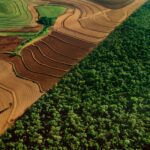 After 25 Years of Reforestation Once Barren Land Now Absorbing Millions of Tons of Carbon Dioxide