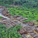 Nature Loss Is Emerging as a Global Security Threat, Governments Warn