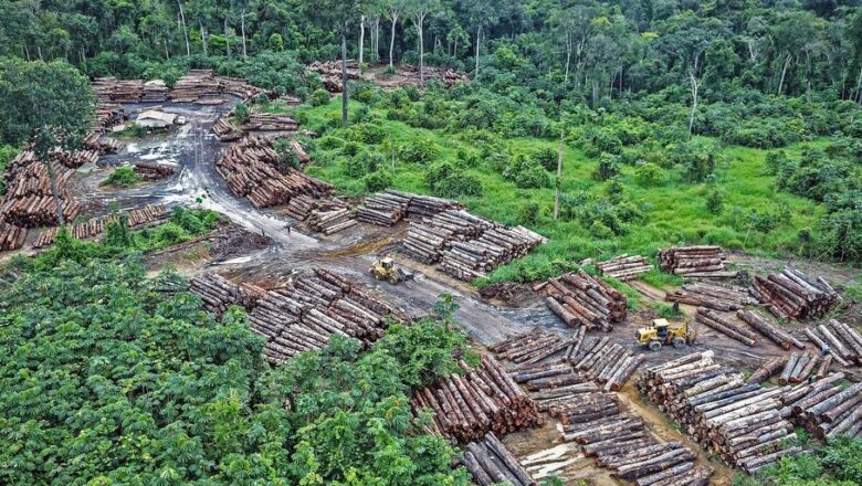 Nature Loss Is Emerging as a Global Security Threat, Governments Warn