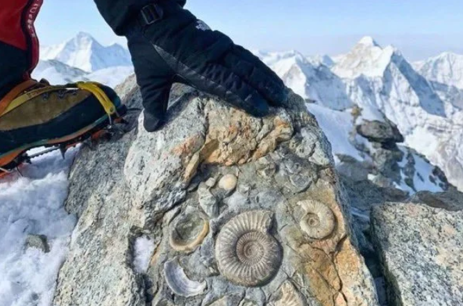 Marine Fossils Found Near Mount Everest Summit Reveal Ancient Ocean Beneath World’s Highest Peak