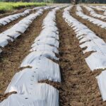 Microplastics Are Turning Farm Soil Into Microscopic Battlegrounds, Scientists Warn