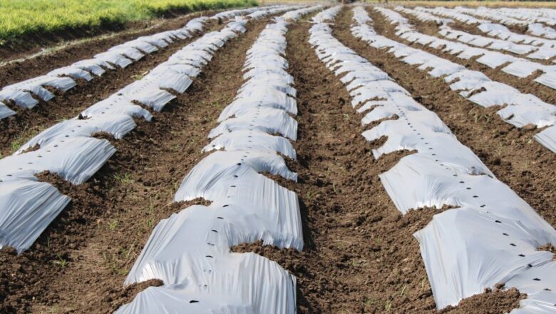 Microplastics Are Turning Farm Soil Into Microscopic Battlegrounds, Scientists Warn