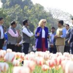 Delhi Tulip Festival Wilted Within Days After Crores Spent on Imported Bulbs