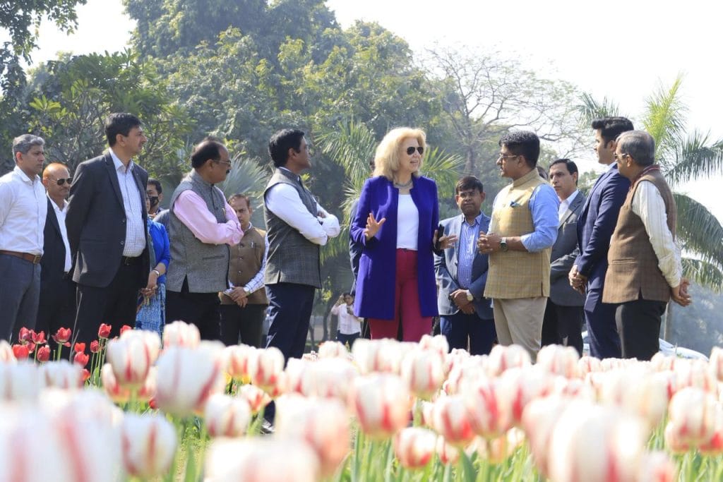 Delhi Tulip Festival Wilted Within Days After Crores Spent on Imported Bulbs
