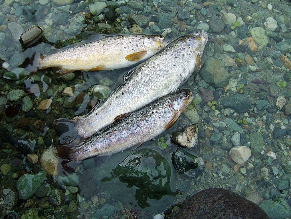 Pesticide Pollution Threatens Growing Trout Farming Industry in Kashmir