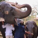 Relocating Leopards to Vantara Sparks Ecological and Ethical Debate in India