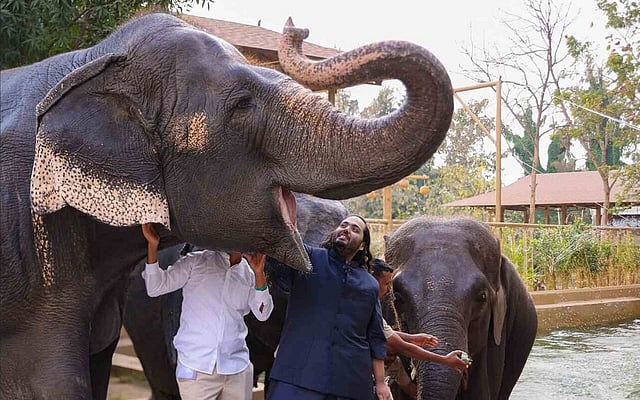 Relocating Leopards to Vantara Sparks Ecological and Ethical Debate in India