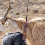 Studies Claim That Animals May Sense Earthquake Signals But Can’t Predict Them