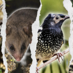 Experts Question Australia Claim of Progress on Biodiversity Targets