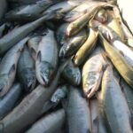 Climate Change Driving Sharp Decline in Japanese Chum Salmon as Ocean Conditions Shift, Study Finds