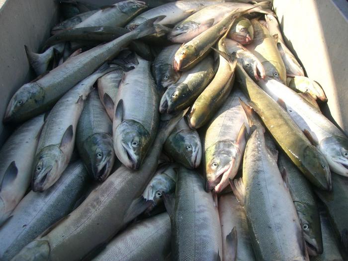 Climate Change Driving Sharp Decline in Japanese Chum Salmon as Ocean Conditions Shift, Study Finds