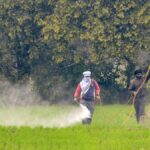 India Among Top Contributors to Global Pesticide Toxicity, Study Finds