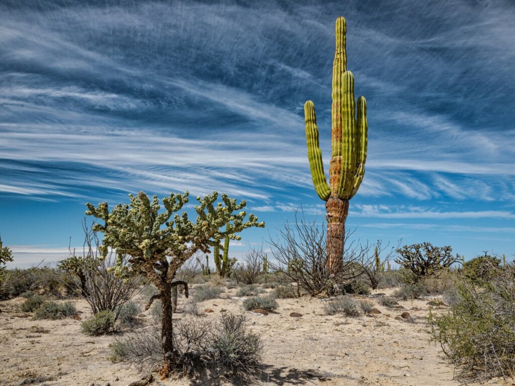 New Study on Cacti Challenges Centuries-Old Evolution Theory Proposed Since Darwin