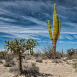 New Study on Cacti Challenges Centuries-Old Evolution Theory Proposed Since Darwin