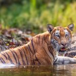 Rising Human Wildlife Conflict in Nepal Increasingly Endangers Rural Women Near Bardiya National Park