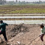 Climate Crisis Pushes Iraqi Farmers to Reinvent Agriculture for Survival