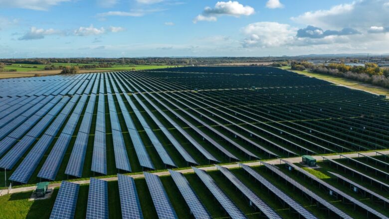Solar Farms in England Turning Into Unexpected Wildlife Havens, Study Finds