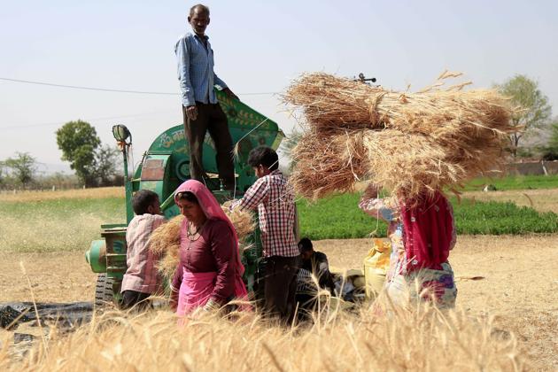 Vanishing Winter in Rajasthan Leaves Crops Failing and Farmers in Crisis